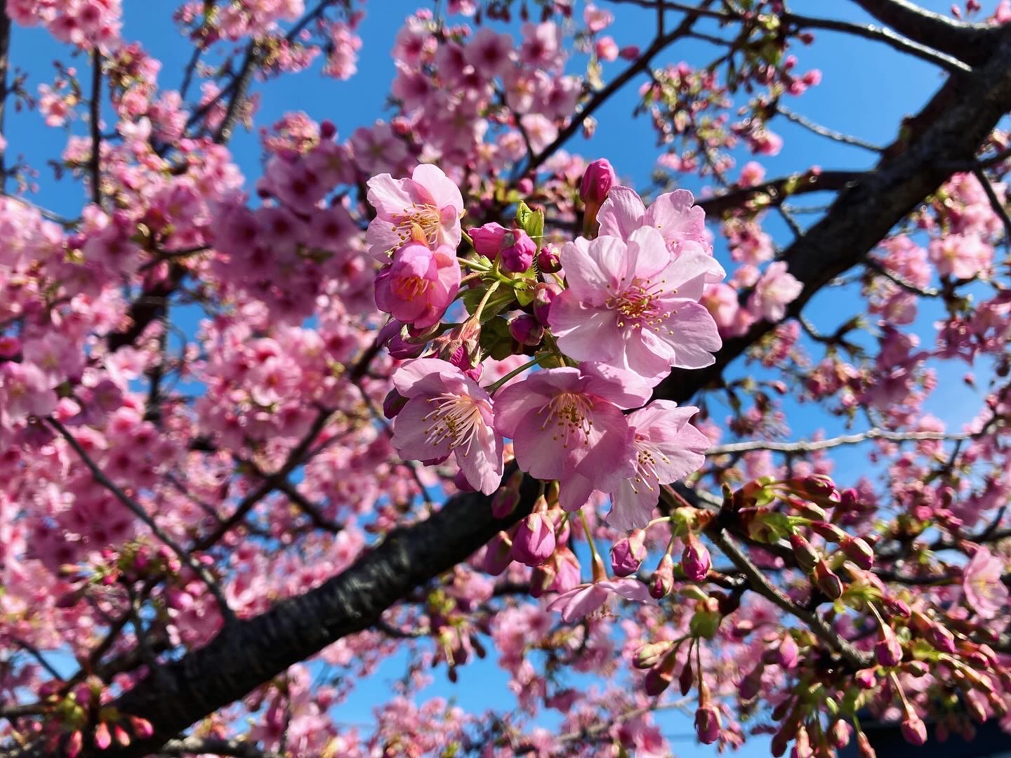 桜が咲きました！！
