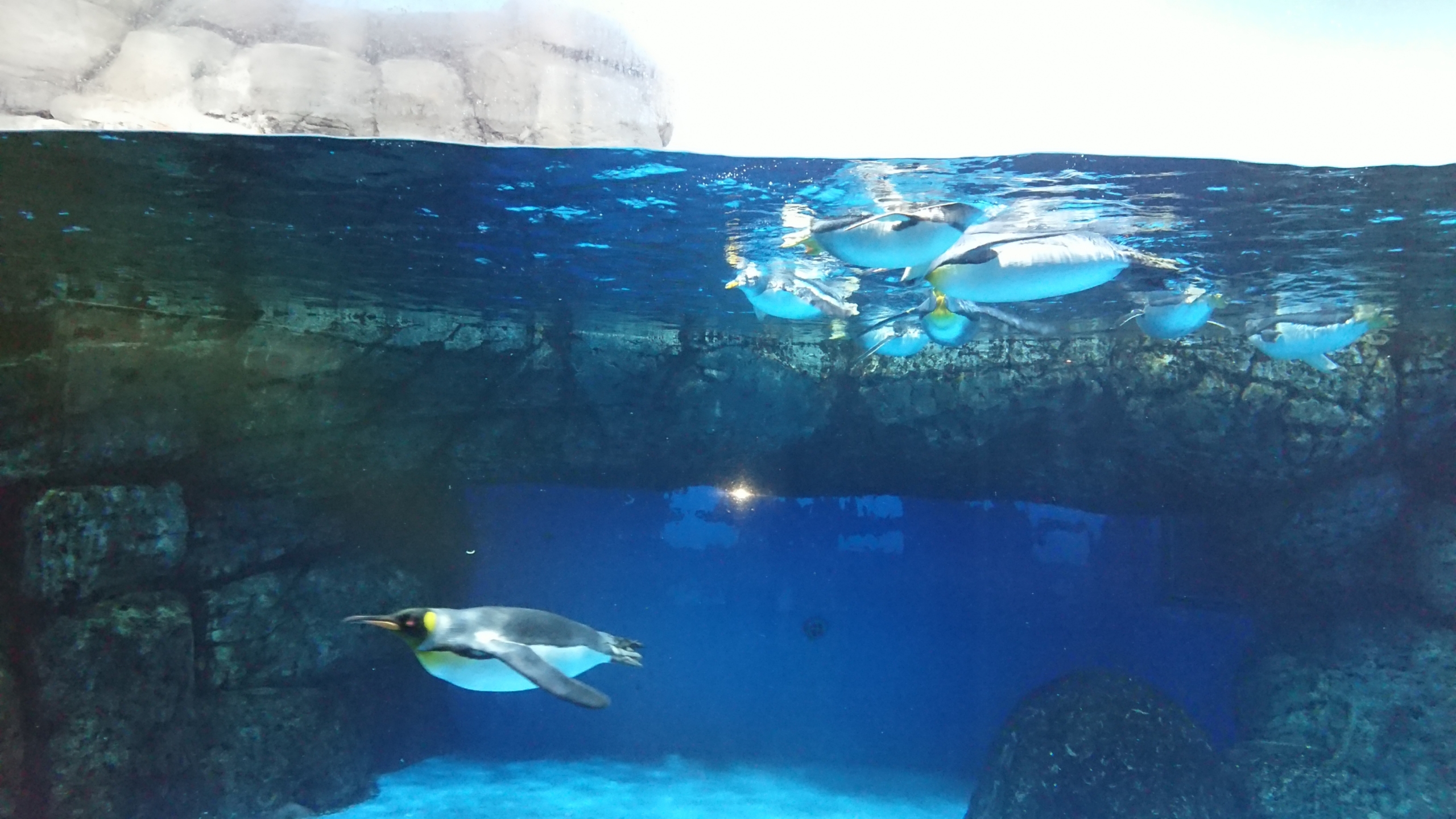 水族館行って来ました