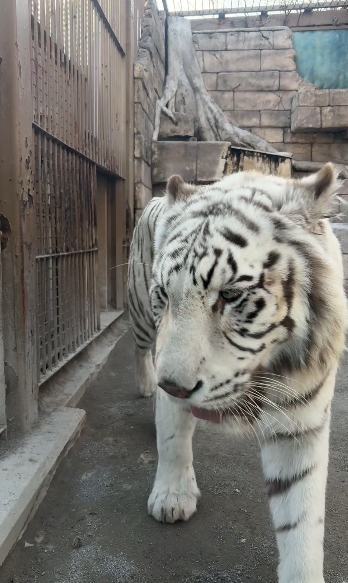 動物園行ってきました！！