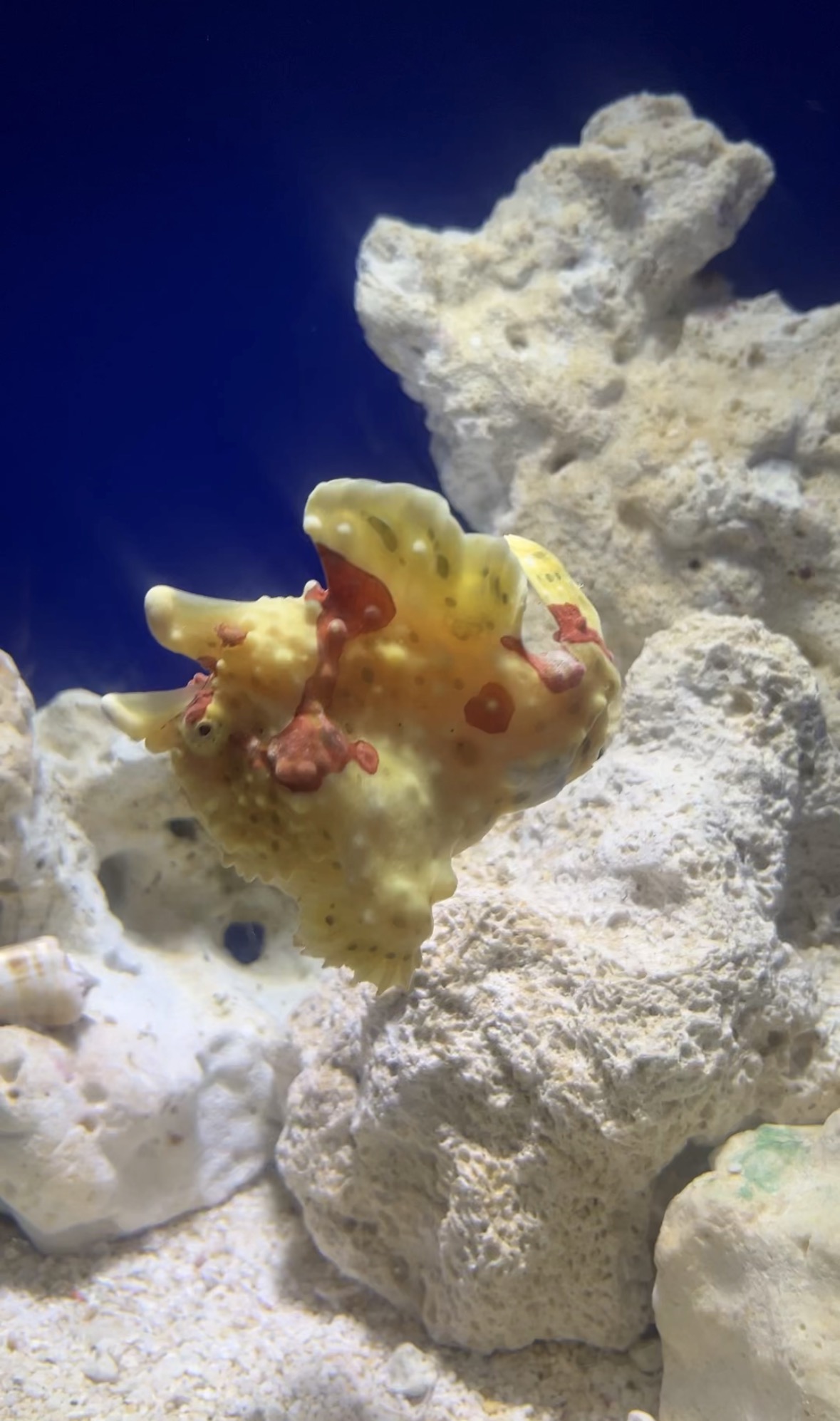 水族館で発見🦭