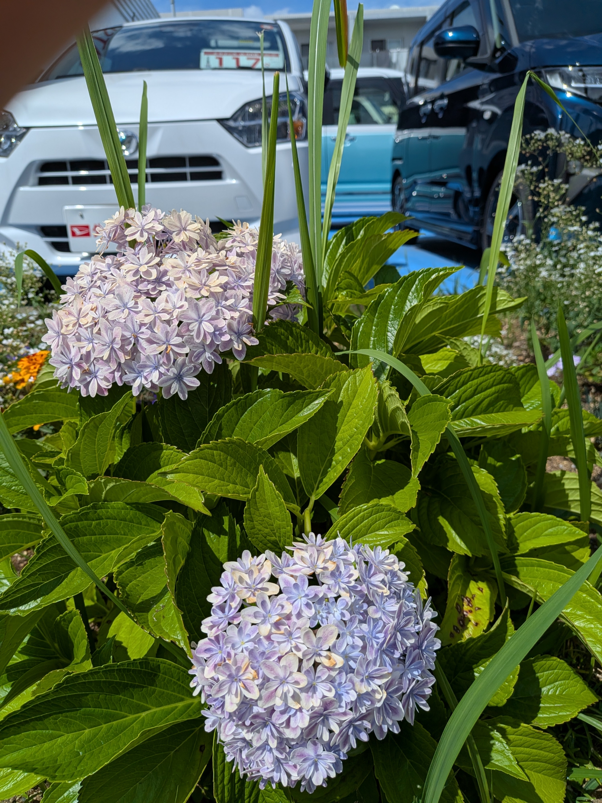 紫陽花