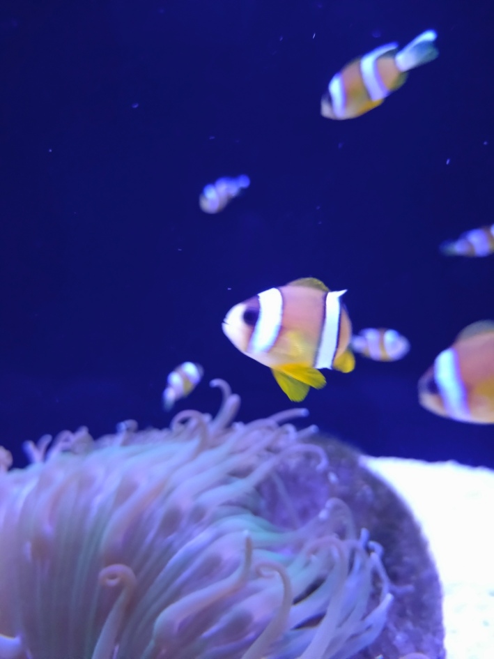夏に涼しい水族館